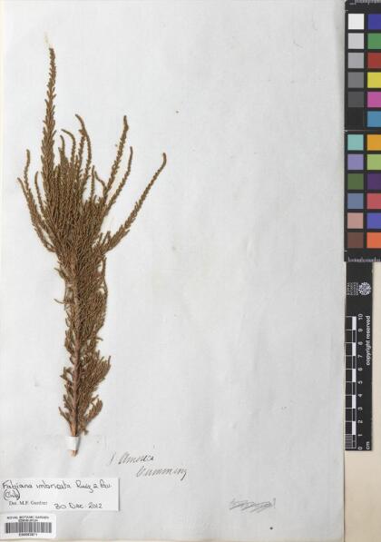 Fabiana imbricata [Espécimen: ]