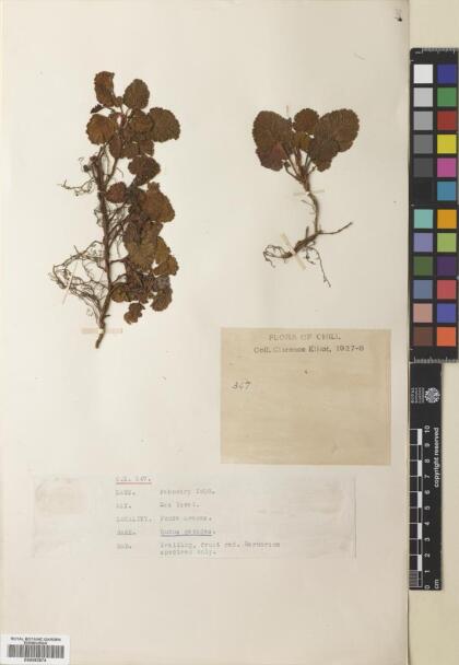 Rubus geoides [Espécimen: ]