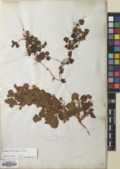 Rubus radicans [Espécimen: ]