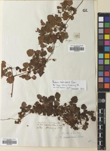 Rubus radicans [Espécimen: ]