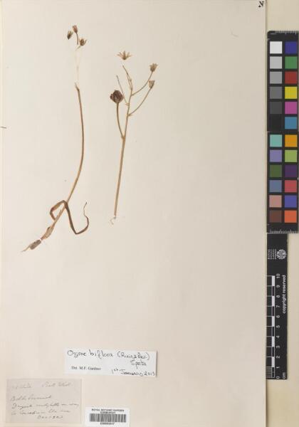 Oziroe biflora [Espécimen: ]