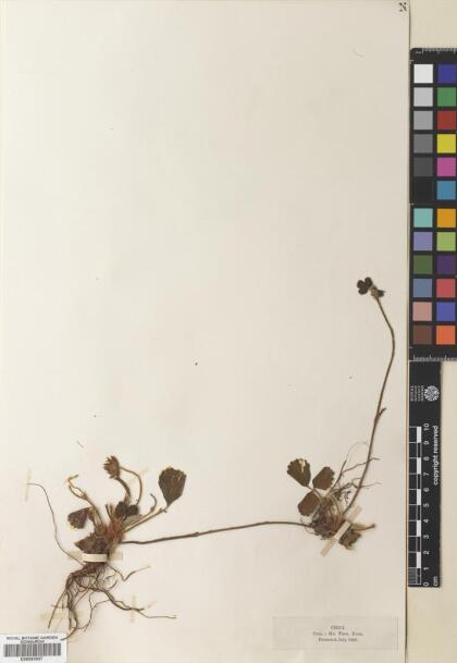 Fragaria chiloensis [Espécimen: ]