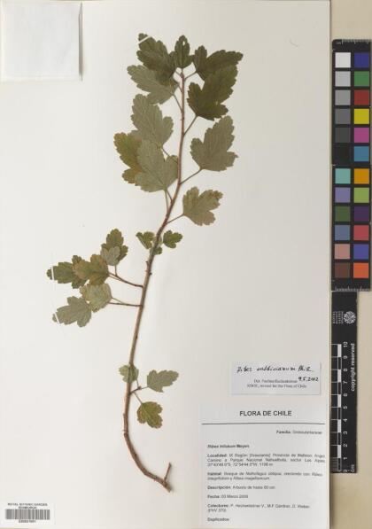 Ribes valdivianum [Espécimen: ]