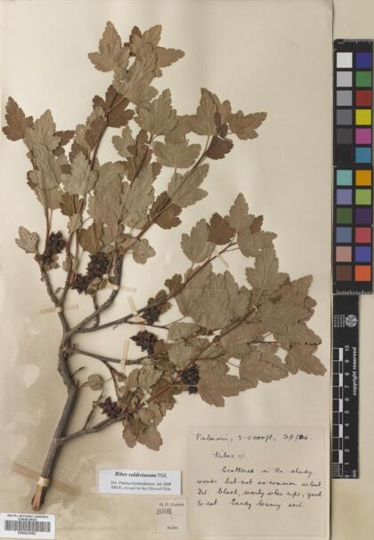 Ribes valdivianum [Espécimen: ]
