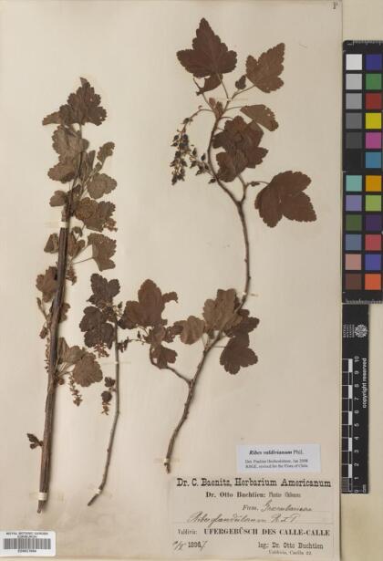Ribes valdivianum [Espécimen: ]