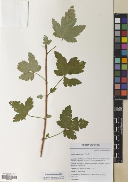 Ribes valdivianum [Espécimen: ]