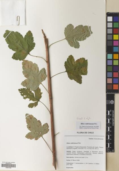 Ribes valdivianum [Espécimen: ]