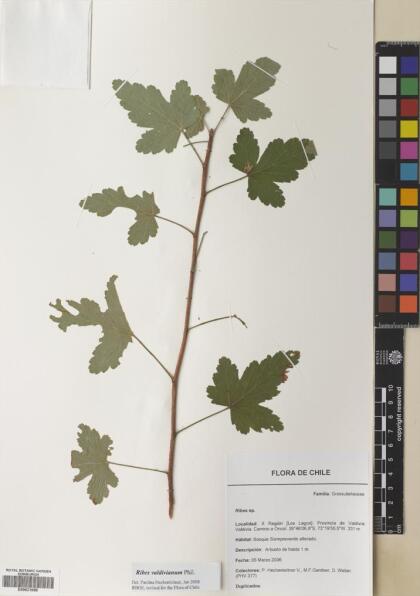 Ribes valdivianum [Espécimen: ]