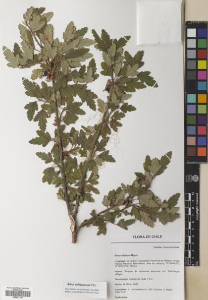 Ribes valdivianum [Espécimen: ]