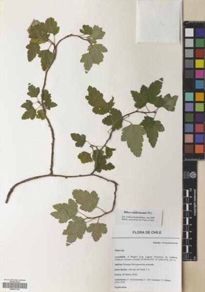Ribes valdivianum [Espécimen: ]