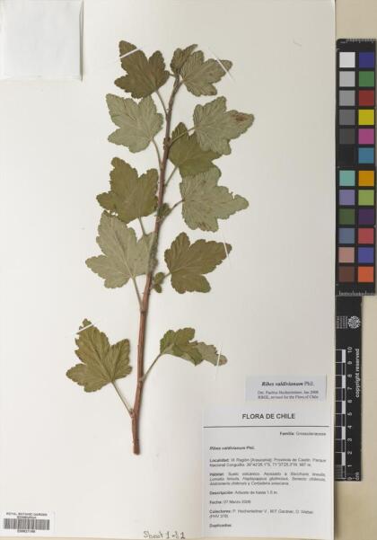 Ribes valdivianum [Espécimen: ]