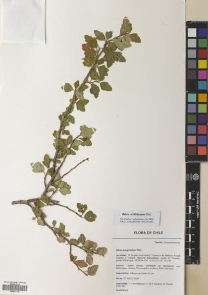 Ribes valdivianum [Espécimen: ]