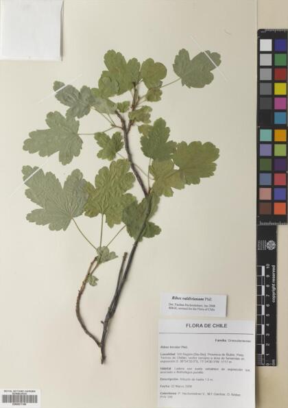 Ribes valdivianum [Espécimen: ]