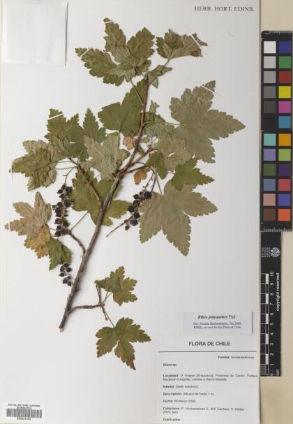 Ribes polyanthes [Espécimen: ]
