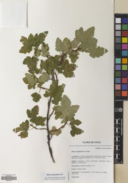 Ribes magellanicum [Espécimen: ]