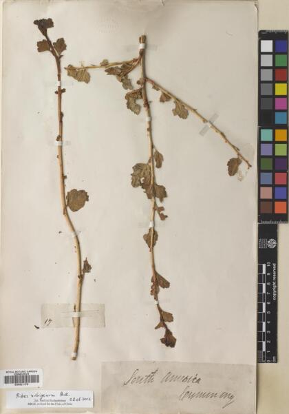 Ribes nubigenum [Espécimen: ]