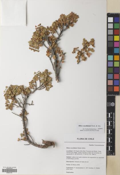 Ribes cucullatum [Espécimen: ]