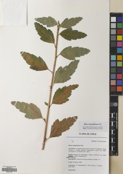 Ribes integrifolium [Espécimen: ]