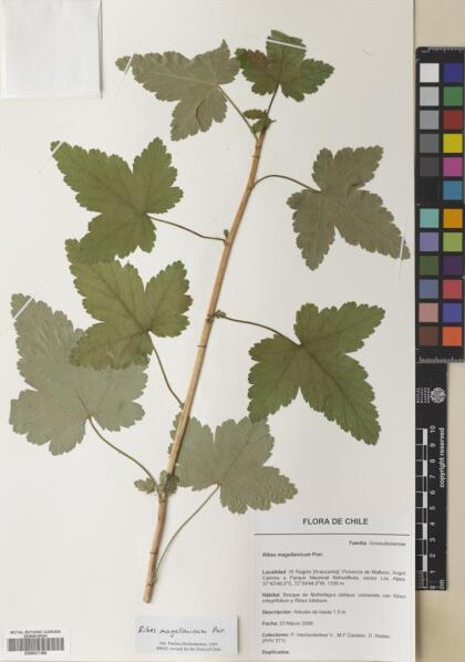Ribes magellanicum [Espécimen: ]
