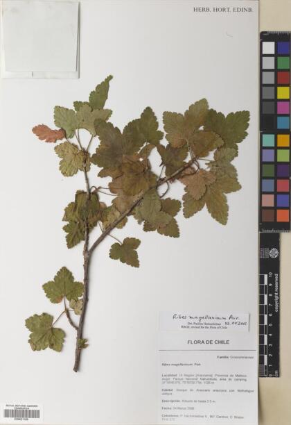 Ribes magellanicum [Espécimen: ]