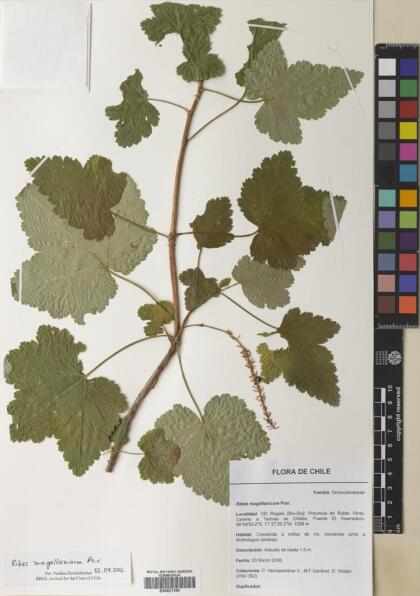 Ribes magellanicum [Espécimen: ]