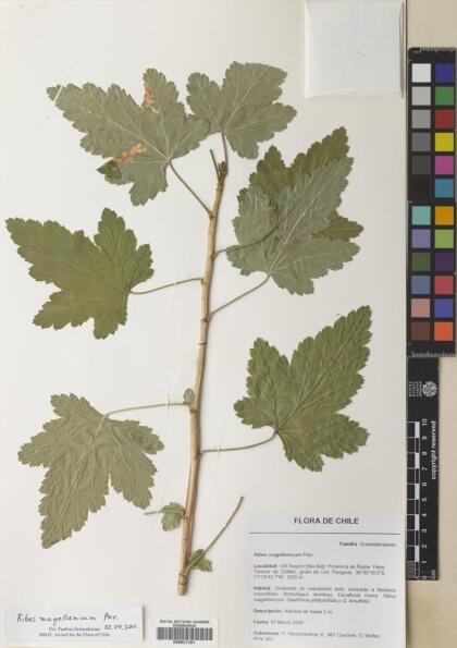 Ribes magellanicum [Espécimen: ]
