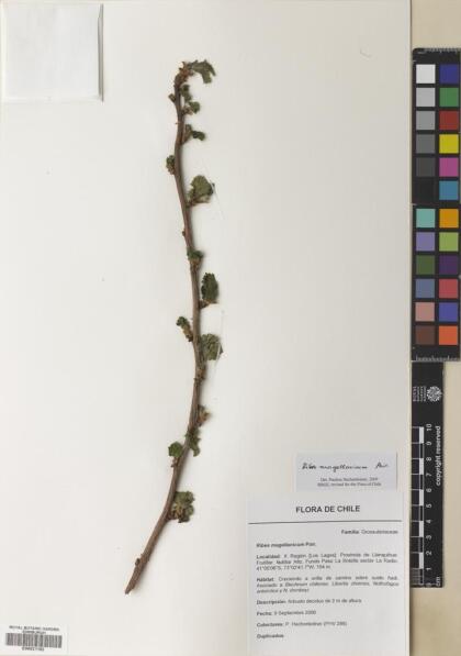 Ribes magellanicum [Espécimen: ]