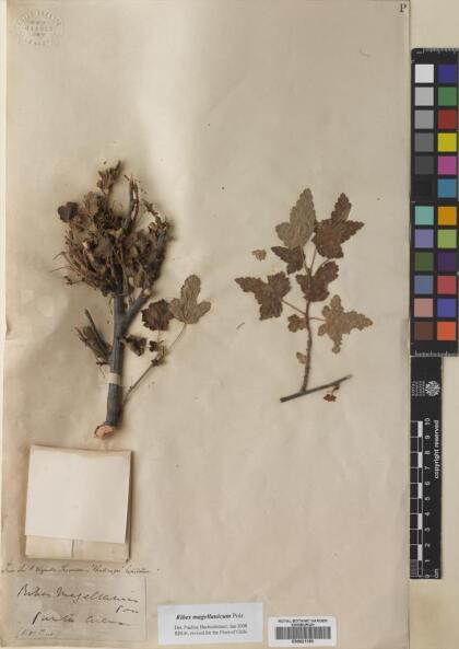 Ribes magellanicum [Espécimen: ]