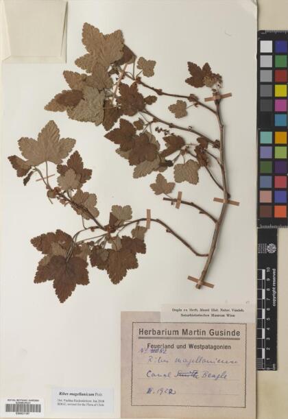 Ribes magellanicum [Espécimen: ]