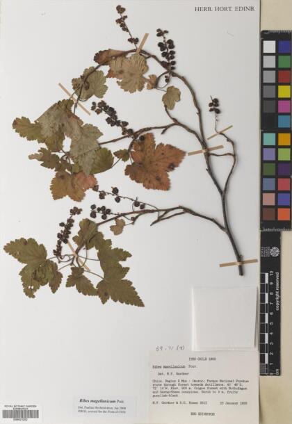 Ribes magellanicum [Espécimen: ]
