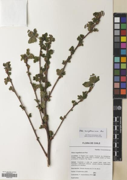 Ribes magellanicum [Espécimen: ]