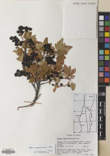 Ribes magellanicum [Espécimen: ]