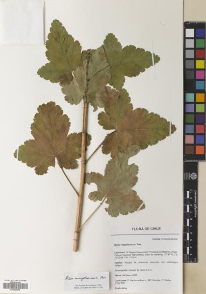 Ribes magellanicum [Espécimen: ]
