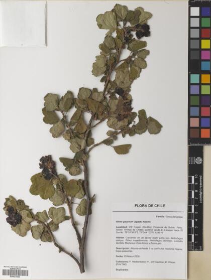 Ribes trilobum [Espécimen: ]