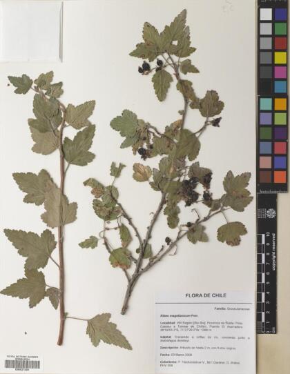 Ribes magellanicum [Espécimen: ]