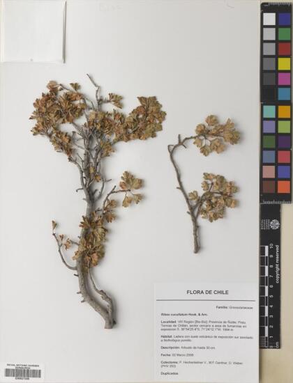 Ribes cucullatum [Espécimen: ]