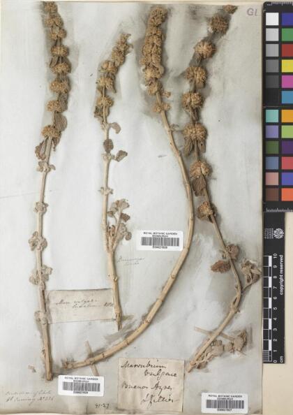 Marrubium vulgare [Espécimen: ]