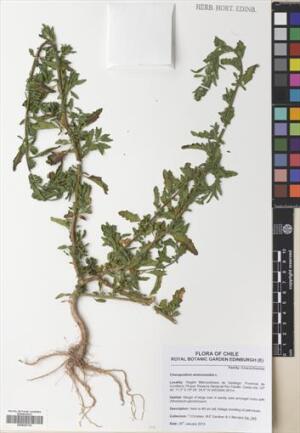 Dysphania ambrosioides [Espécimen: ]