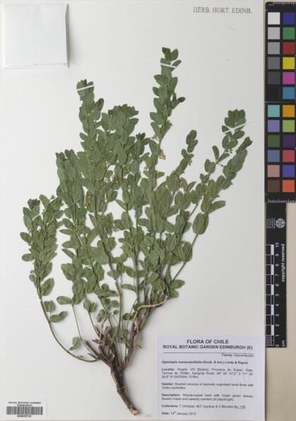 Diplolepis nummulariifolia [Espécimen: ]