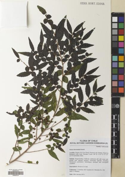 Azara lanceolata [Espécimen: ]