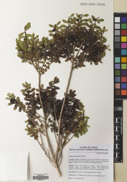 Azara microphylla [Espécimen: ]