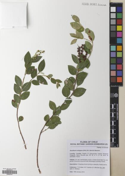 Gaultheria nubigena [Espécimen: ]