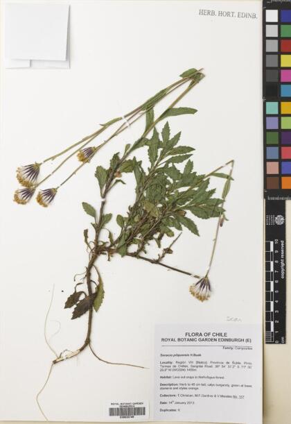Senecio pilquensis [Espécimen: ]