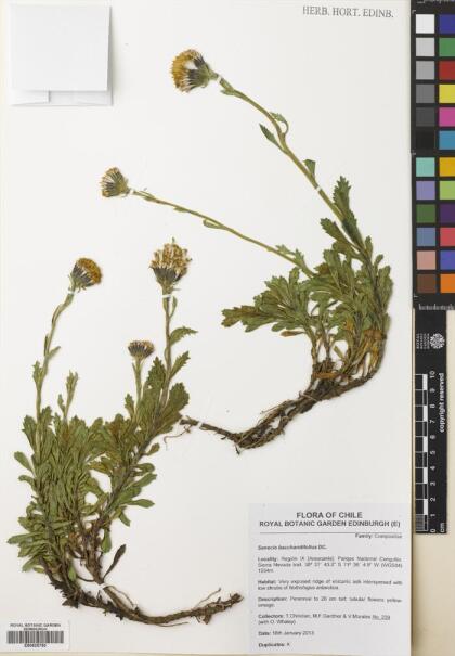 Senecio baccharidifolius [Espécimen: ]