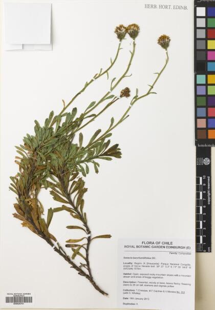 Senecio baccharidifolius [Espécimen: ]