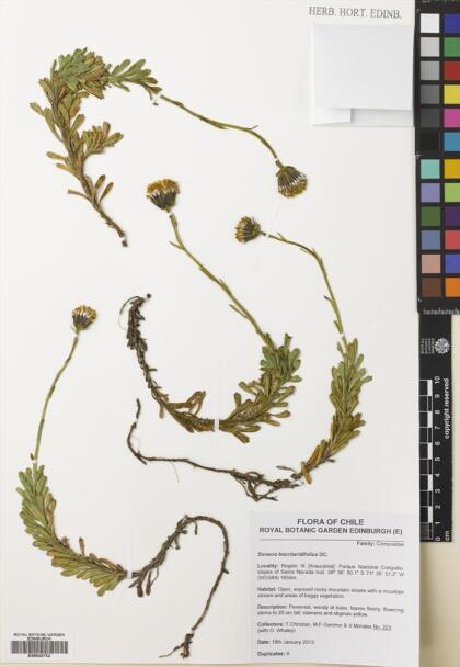 Senecio baccharidifolius [Espécimen: ]