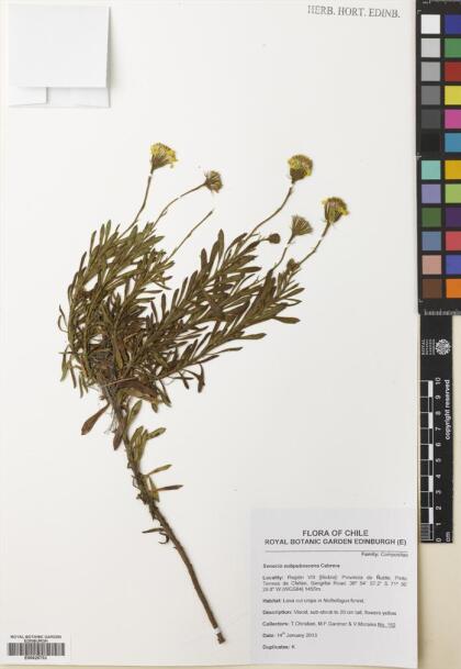 Senecio subpubescens [Espécimen: ]