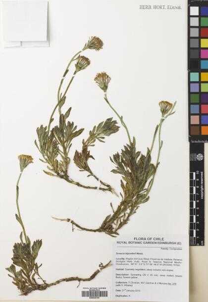 Senecio bipontinii [Espécimen: ]