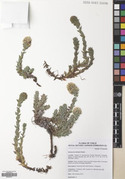 Nassauvia dentata [Espécimen: ]
