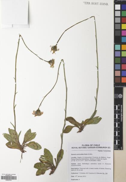 Haplosticha arnicoides [Espécimen: ]